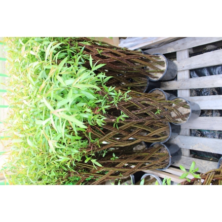 Wierzba Pleciona 130 cm